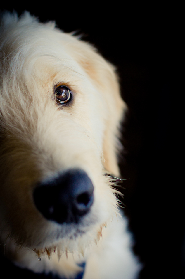 close up of golden doodle