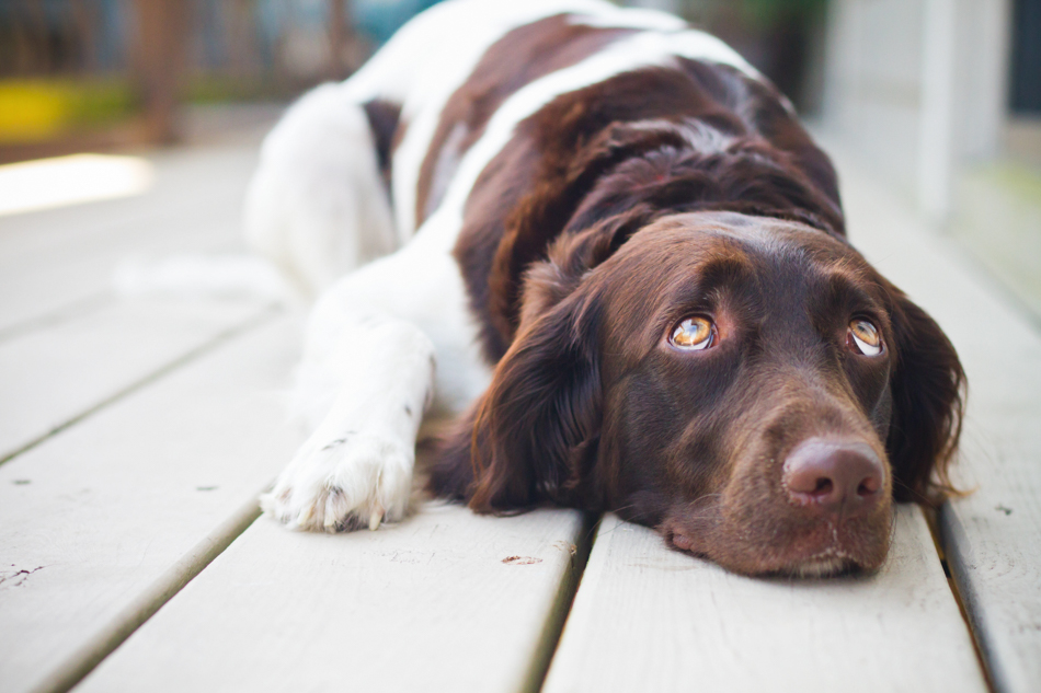 dog laying on deck